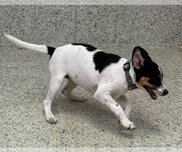 Medium Photo #4 Jack Russell Terrier-Unknown Mix Puppy For Sale in Mechanicsburg, PA, USA