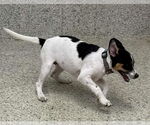 Small #3 Jack Russell Terrier Mix