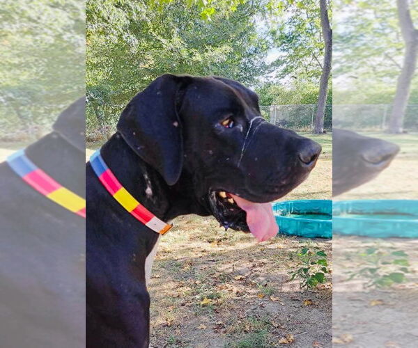 Medium Photo #1 Great Dane Puppy For Sale in Bullard, TX, USA