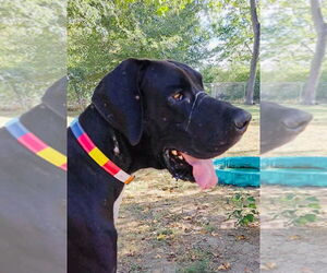 Great Dane Dogs for adoption in Bullard, TX, USA