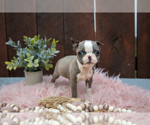 Boston Terrier Puppy for sale in BEACH CITY, OH, USA
