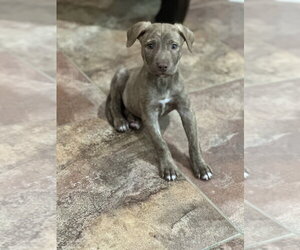 Meeny - Female American Staffordshire Terrier-Labrador Retriever Mix Dog for Adoption - Photo #3