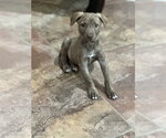 Small Photo #3 American Staffordshire Terrier-Labrador Retriever Mix Puppy For Sale in Lakewood, CO, USA