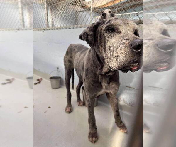 Medium Photo #6 Great Dane Puppy For Sale in Bullard, TX, USA