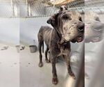 Small #5 Great Dane