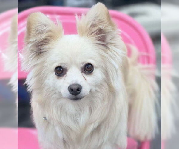 Medium Photo #5 Pomeranian Puppy For Sale in Chino Hills, CA, USA