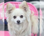 Small #4 Pomeranian