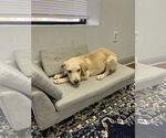 Small #17 Labrador Retriever Mix