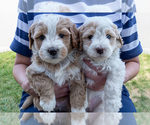 Small #3 Bernedoodle (Miniature)