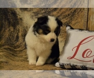 Miniature Australian Shepherd Puppy for sale in EVANS, CO, USA