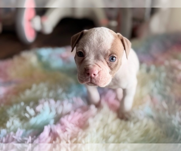 Medium Photo #6 American Bulldog Puppy For Sale in HEMET, CA, USA