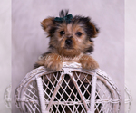 Small #6 Yorkshire Terrier