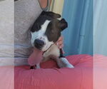 Small #5 Mutt