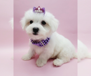 Maltese Puppy for sale in ALEXANDRIA, VA, USA