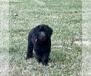 Aussiedoodle-Labradoodle Mix Puppy for sale in DAPHNE, AL, USA
