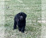 Image preview for Ad Listing. Nickname: Virginia