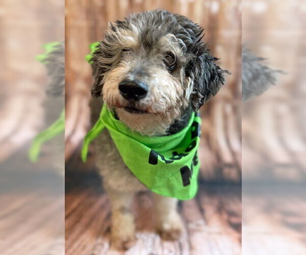 Medium Photo #10 Mutt Puppy For Sale in Arlington, VA, USA