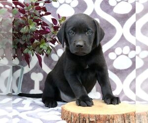 Labrador Retriever Puppy for sale in GORDONVILLE, PA, USA