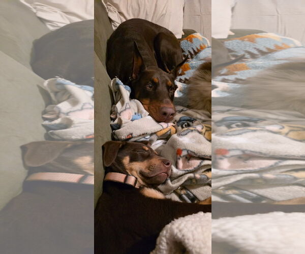 Medium Photo #3 Doberman Pinscher-Unknown Mix Puppy For Sale in Minneaoplis, MN, USA