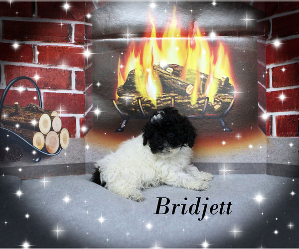 Medium Photo #19 Poodle (Toy) Puppy For Sale in CHANUTE, KS, USA