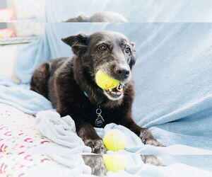 Cardi - Female Shepradors Dog for Adoption - Photo #7