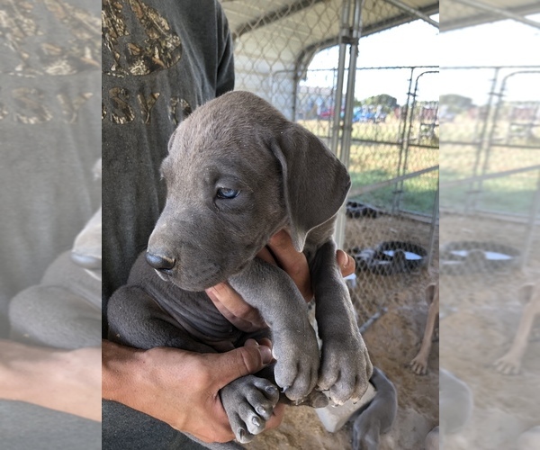 Medium Photo #5 Great Dane Puppy For Sale in DEVINE, TX, USA