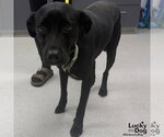 Small #3 Labrador Retriever Mix