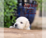 Small Photo #7 English Cream Golden Retriever Puppy For Sale in EL CAMPO, TX, USA