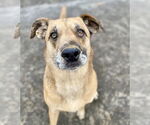 Small German Shepherd Dog Mix