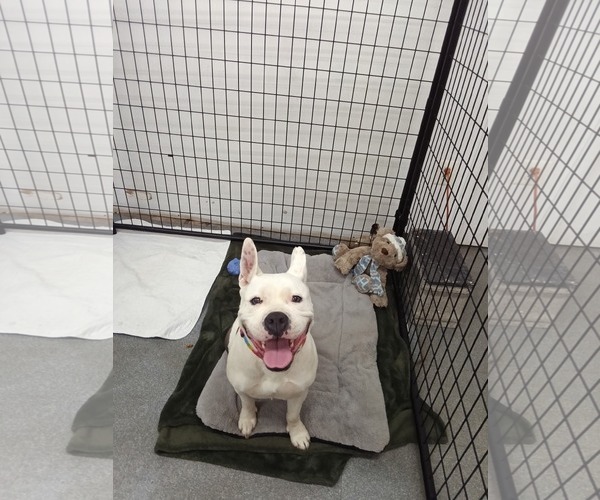 Medium Photo #1 American Pit Bull Terrier-Unknown Mix Puppy For Sale in Pottstown, PA, USA