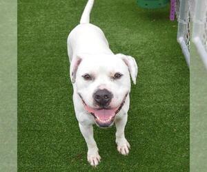 American Pit Bull Terrier Dogs for adoption in Murfreesboro, TN, USA