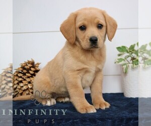 Goldador Doodle Puppy for sale in NARVON, PA, USA