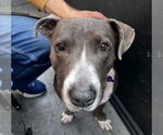 Small #8 American Pit Bull Terrier