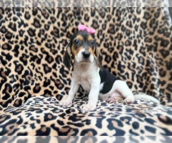 Medium Photo #7 Beagle Puppy For Sale in LAKELAND, FL, USA