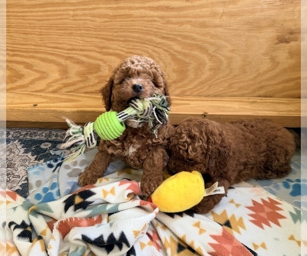 Medium Photo #3 Goldendoodle (Miniature) Puppy For Sale in HAMILTON, AL, USA
