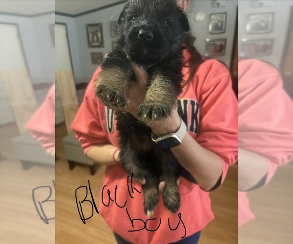 Medium Photo #2 German Shepherd Dog Puppy For Sale in RUSTBURG, VA, USA