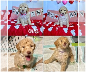 Goldendoodle Puppy for Sale in BROOKFIELD, Illinois USA