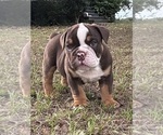 Puppy Male 1 English Bulldog