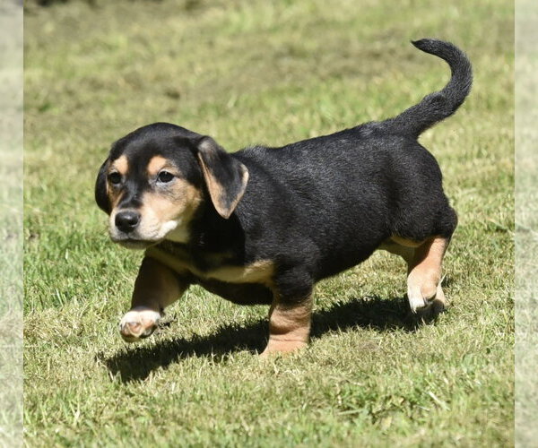 Medium Photo #7 Dachsador Puppy For Sale in Mechanicsburg, PA, USA