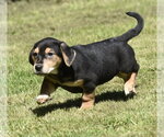 Small #6 Dachsador