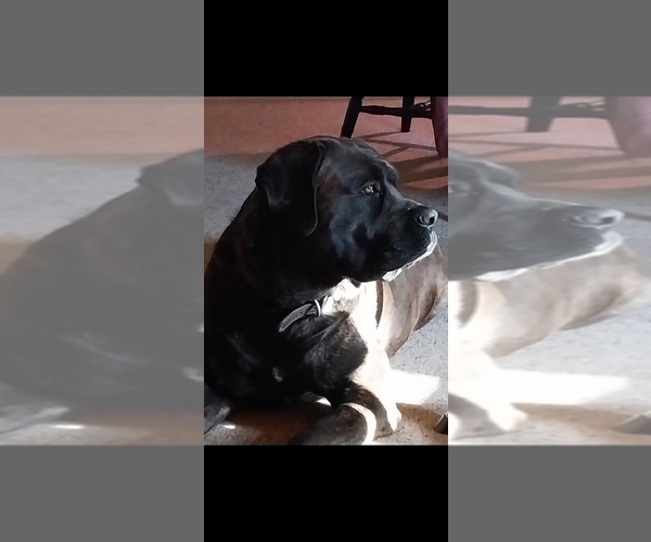 Medium Photo #2 Mastiff Puppy For Sale in MITCHELL, NE, USA