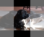 Small #1 Mastiff