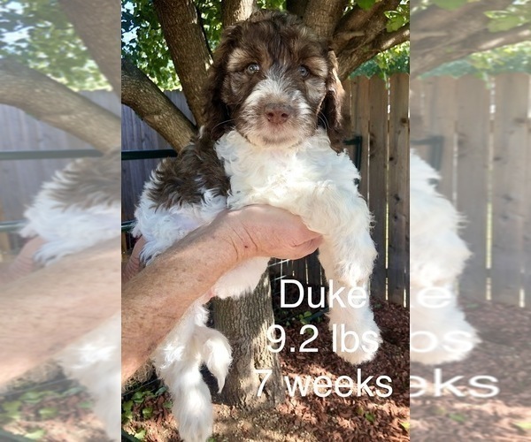 Medium Photo #9 Pyredoodle Puppy For Sale in GEORGETOWN, TX, USA