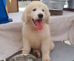 Puppy Puppy 4 Maremma Sheepdog