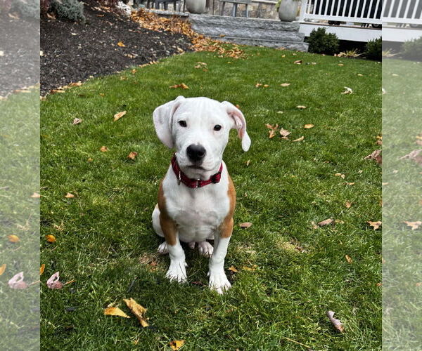 Medium Photo #2 American Pit Bull Terrier-Unknown Mix Puppy For Sale in pomfret, CT, USA