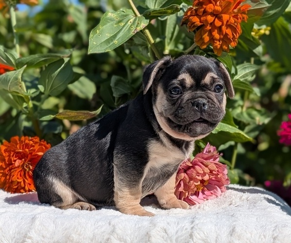 Medium Photo #9 French Bulldog Puppy For Sale in GOSHEN, IN, USA