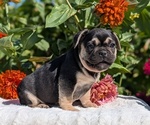 Small #8 French Bulldog