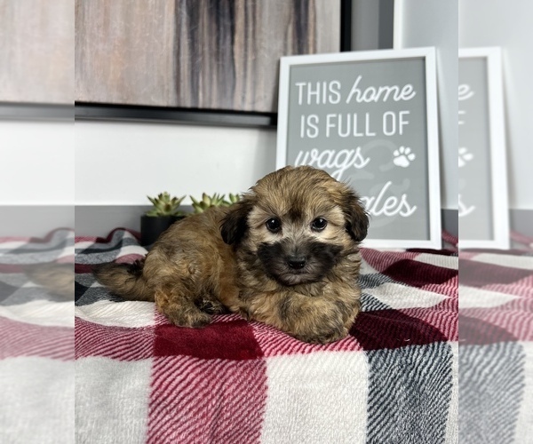 Medium Photo #10 Maltipoo Puppy For Sale in FRANKLIN, IN, USA