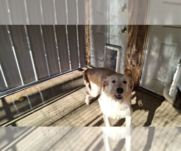 Medium Photo #4 Labradoodle Puppy For Sale in Sebec, ME, USA