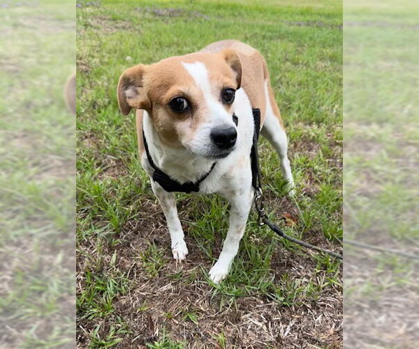 Medium Photo #1 Jack Russell Terrier-Unknown Mix Puppy For Sale in Tarrytown, GA, USA